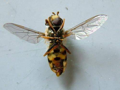 Eupeodes corollae